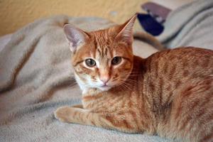 EKH Kater Kasim sucht neues Zuhause