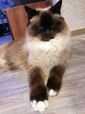 Heilige Birma Deckkater