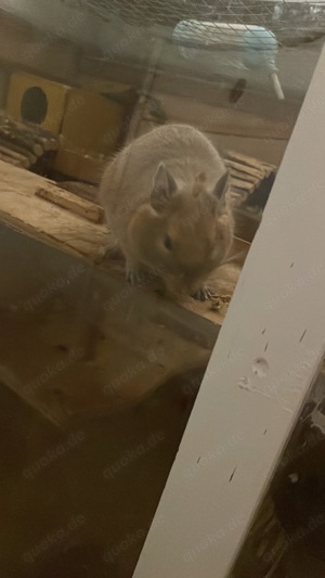 Degumännchen ( Brüder ) Bild 8