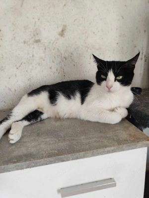 Katze Gabi sucht ein Zuhause