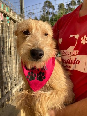 Hündin Billa sucht ihr Zuhause Bild 4