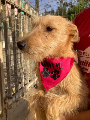 Hündin Billa sucht ihr Zuhause Bild 6