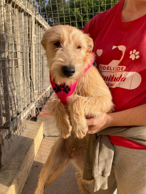 Hündin Billa sucht ihr Zuhause Bild 7