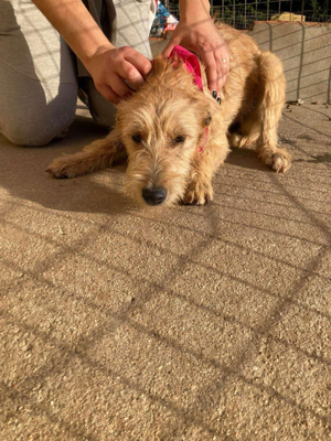 Hündin Billa sucht ihr Zuhause Bild 8