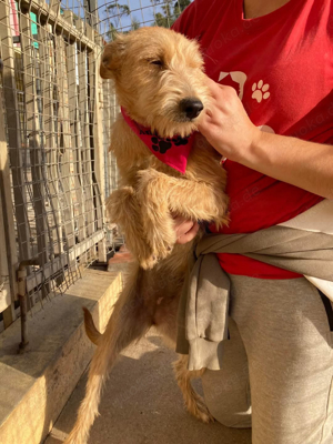 Hündin Billa sucht ihr Zuhause Bild 5