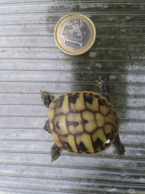 Griechische Landschildkröten  - Testudo hermanni boettgeri Bild 3