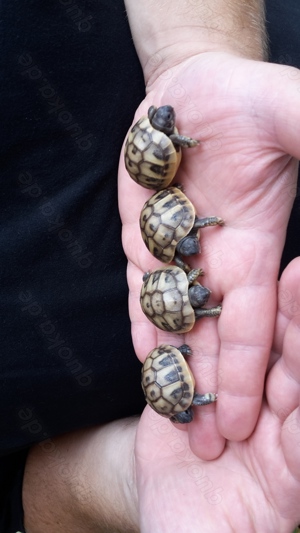 Griechische Landschildkröten  - Testudo hermanni boettgeri Bild 8