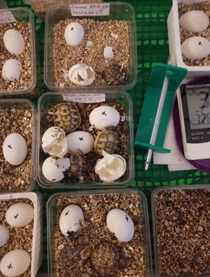 Griechische Landschildkröten  - Testudo hermanni boettgeri Bild 5