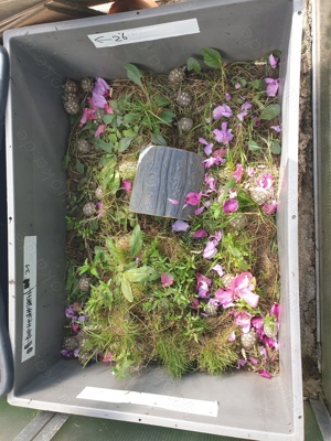 Griechische Landschildkröten  - Testudo hermanni boettgeri Bild 6