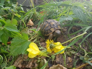 Griechische Landschildkröten  - Testudo hermanni boettgeri Bild 7