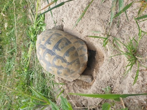 Griechische Landschildkröten  - Testudo hermanni boettgeri Bild 2