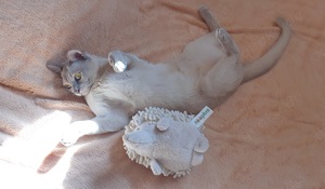 Burma Deckkater mit Stammbaum Bild 4