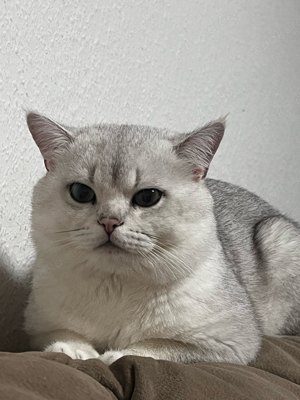 Erfahrener BKH-Deckkater !! Bild 4