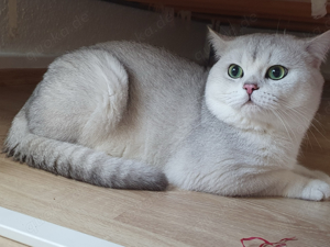 Erfahrener BKH-Deckkater !!