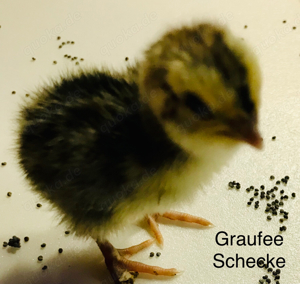 Bruteier Legewachgeln Wachteln Bild 3