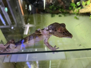Uroplatus Henkeli  Bild 4