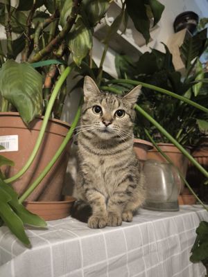 Bobojsza, geselliger Tiger, ca. 10 Monate *in 27568 Bermerhaven*