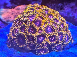 Korallen Ableger SPS LPS Zoanthus Scheibenanemonen Bild 9