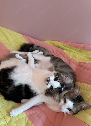 Schnuppe, verschmuste Schönheit, ca. 2 Jahre