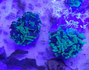 Fimbriaphyllia paraancora LPS Hammerkoralle Euphyllia Meerwasser Aquarium Koralle  Bild 2