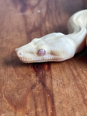 1.0 Sharp Snowglow Boa Constrictor