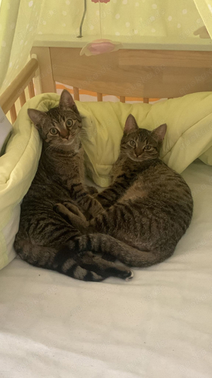 Katzen abzugebeb 