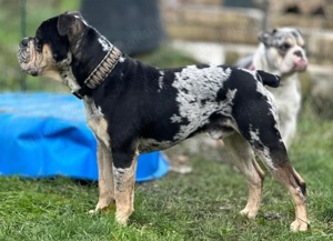 Bulldoggen Welpen (Alternativ)  Bild 6