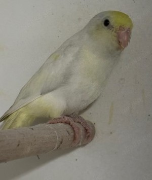 Verkaufe junge Blaugenicksperlingspapageien Bild 4