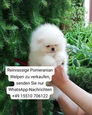 Supersüße Pomeranian-Welpen zu verkaufen. 