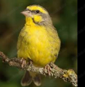 mosambikgirlitz Dame abzugeben 