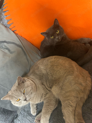 Katzenbetreeung