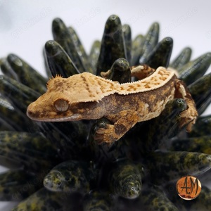 Kronengeckos zur Abgabe