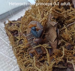Heteroctenus princeps und Centruroides nitidus Angebote Skorpione aus NZ
