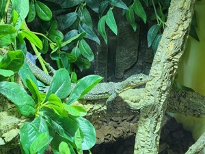 Varanus indicus