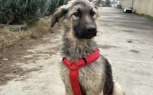 Cosima braucht deine Hilfe			