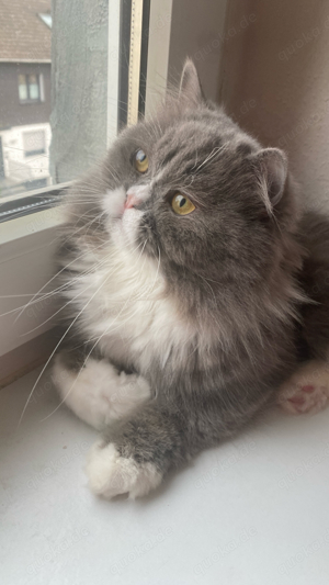 Deckkater 