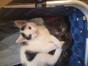 Katzen anzugeben 