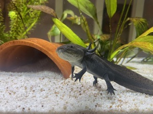 Axolotl mit Aquarium und Zubehör