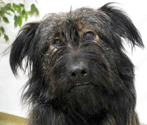 Wuscheliger Grey sucht seine Familie