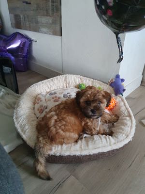 Deckrüde Havaneser  Bild 4