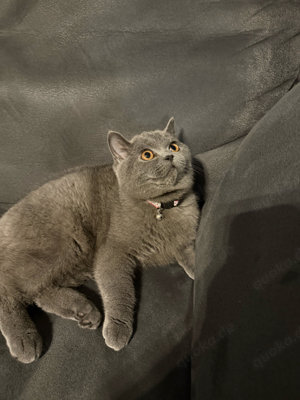 Britisch kurtzhaar Bkh katze grau