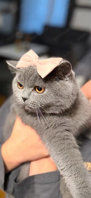 Britisch kurtzhaar Bkh katze grau