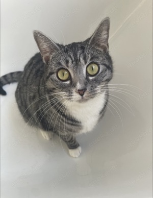 Katzen & Katzenbabys in Fulda kaufen, verkaufen & zu verschenken