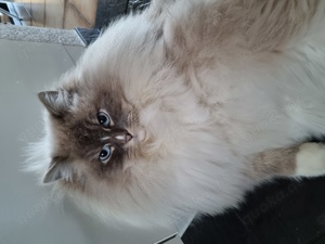 Ragdoll Katzenpärchen