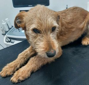 Elliot sucht seine Menschen für immer Bild 3