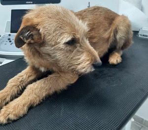 Elliot sucht seine Menschen für immer Bild 4