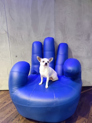 Chihuahua deckrüde kein Verkauf