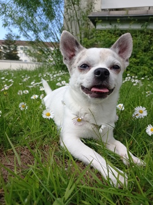Chihuahua deckrüde kein Verkauf Bild 3