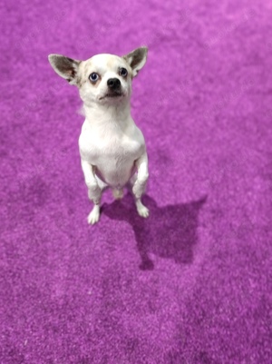 Chihuahua deckrüde kein Verkauf Bild 4