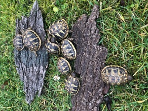 Griechische Landschildkröten von 2025 